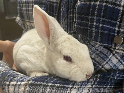 Adorable White Rabbit - Well-Socialized Pet