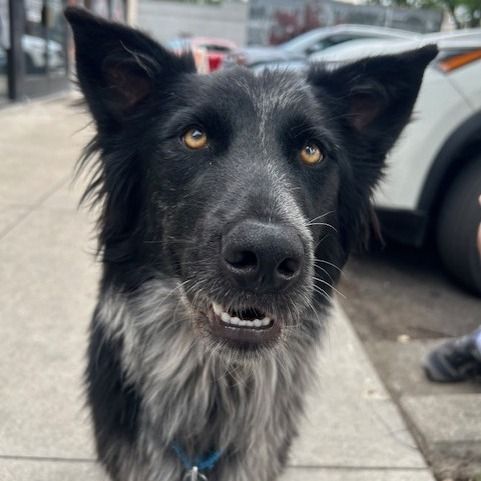 Hello my name is Pong