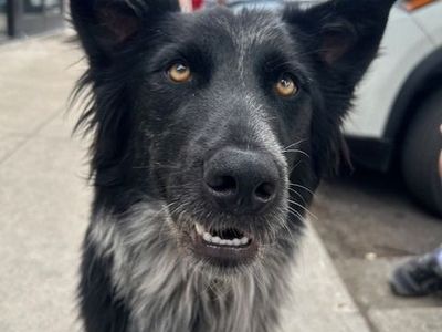 Hello my name is Pong
