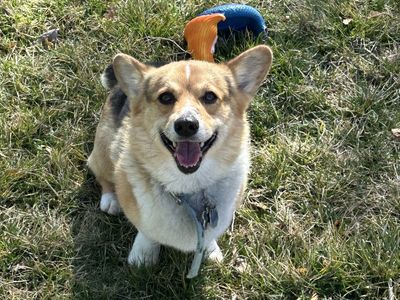 Pembroke welsh Tricolor Corgi STUD