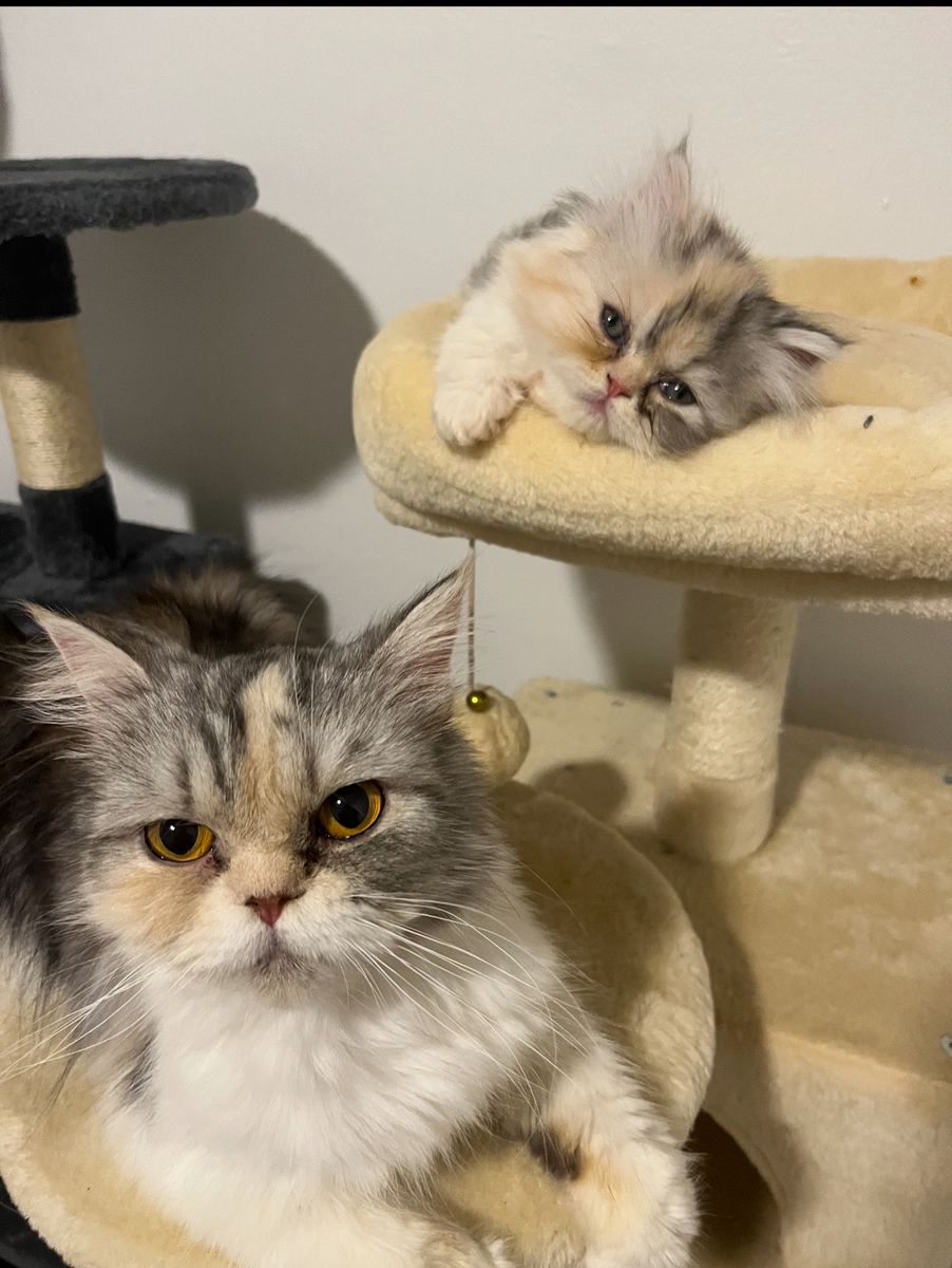 Persians Available Now