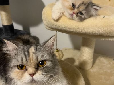 Persians Available Now