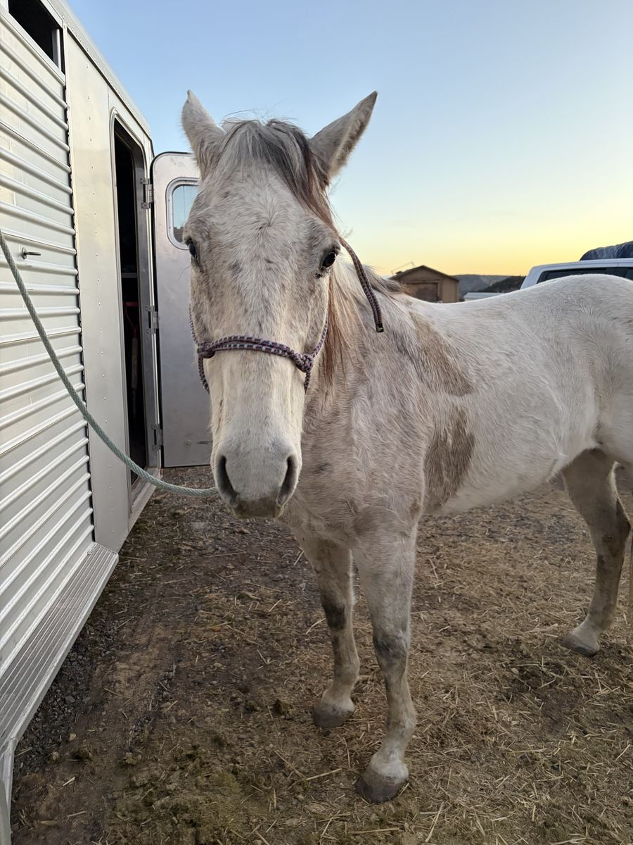 13 year old gelding
