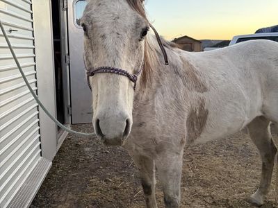 13 year old gelding