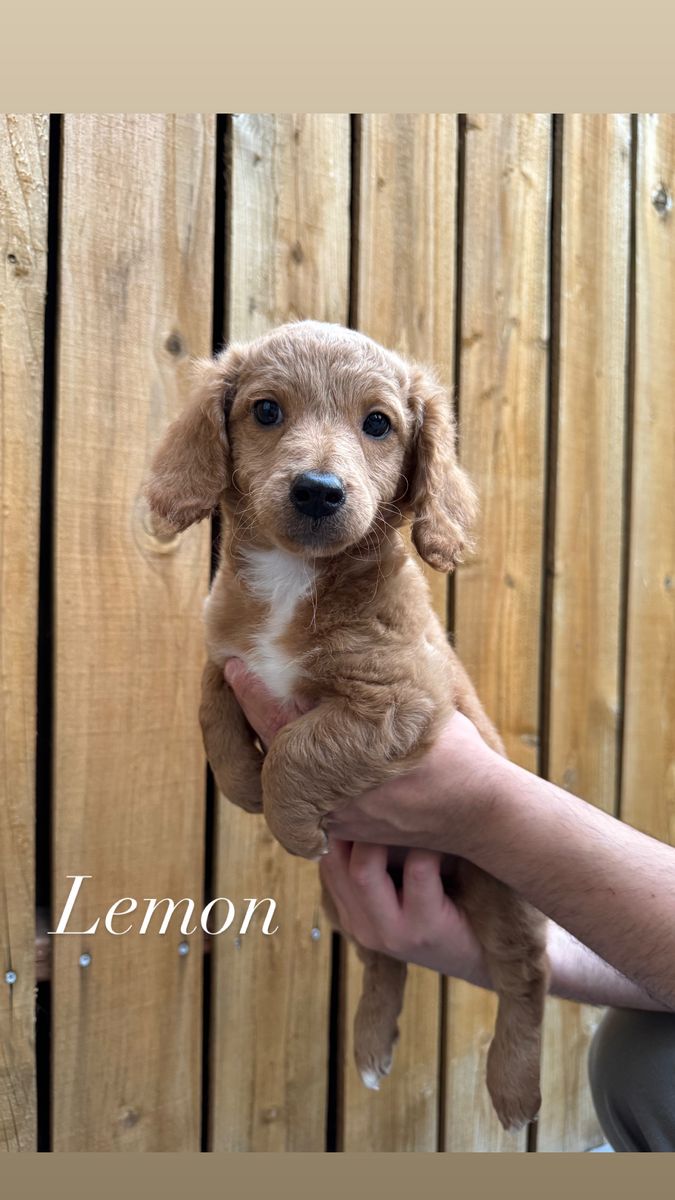 Mini goldendoodle