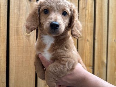 Mini goldendoodle