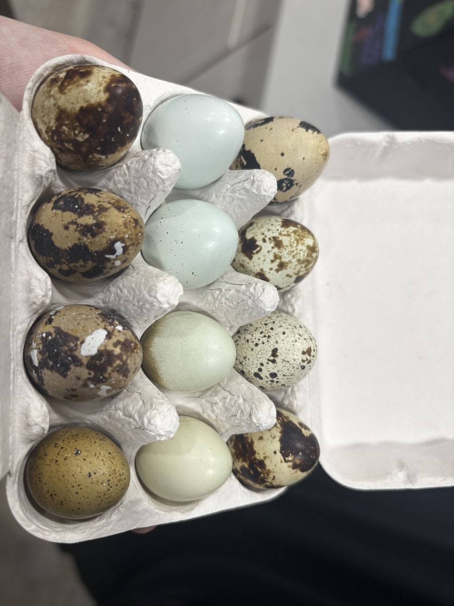 Fresh Quail Eggs!!