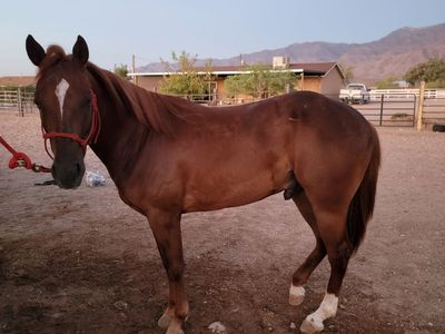 2 year old Qh gelding