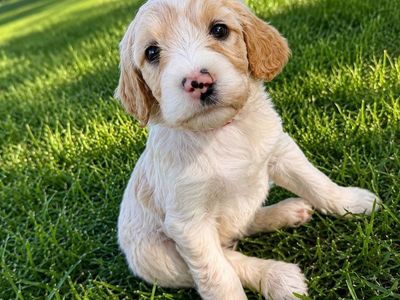 Portidoodle Puppies- Portuguese Water Dog x Goldendoodle