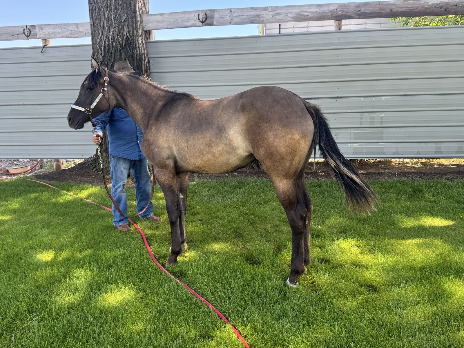 Gentle Grullo Filly Yearling - Handled, Hot Walker Trained, Easy Trim