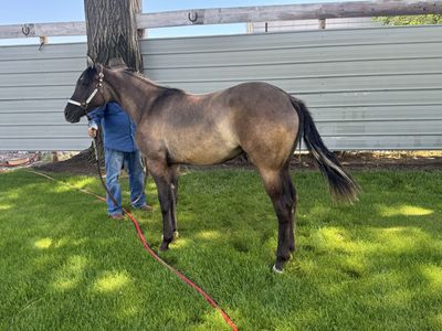 Gentle Grullo Filly Yearling - Handled, Hot Walker Trained, Easy Trim
