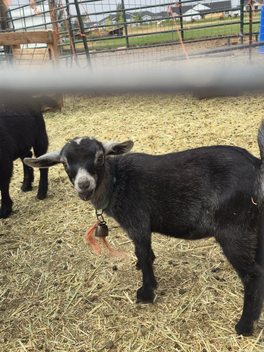 Young Nigerian Dwarf Goats