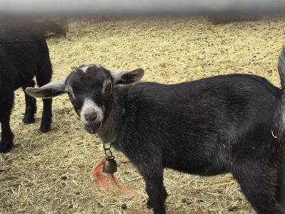 Young Nigerian Dwarf Goats