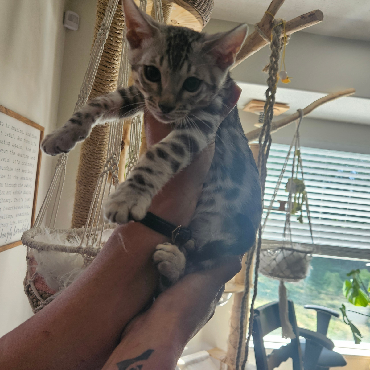 SILVER BENGAL KITTENS. BOY & GIRL. TICA REGISTERED.