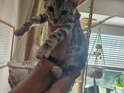 SILVER BENGAL KITTENS. BOY & GIRL. TICA REGISTERED.