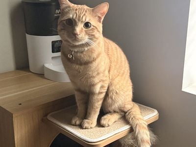 Miso - Sweet Orange Cat