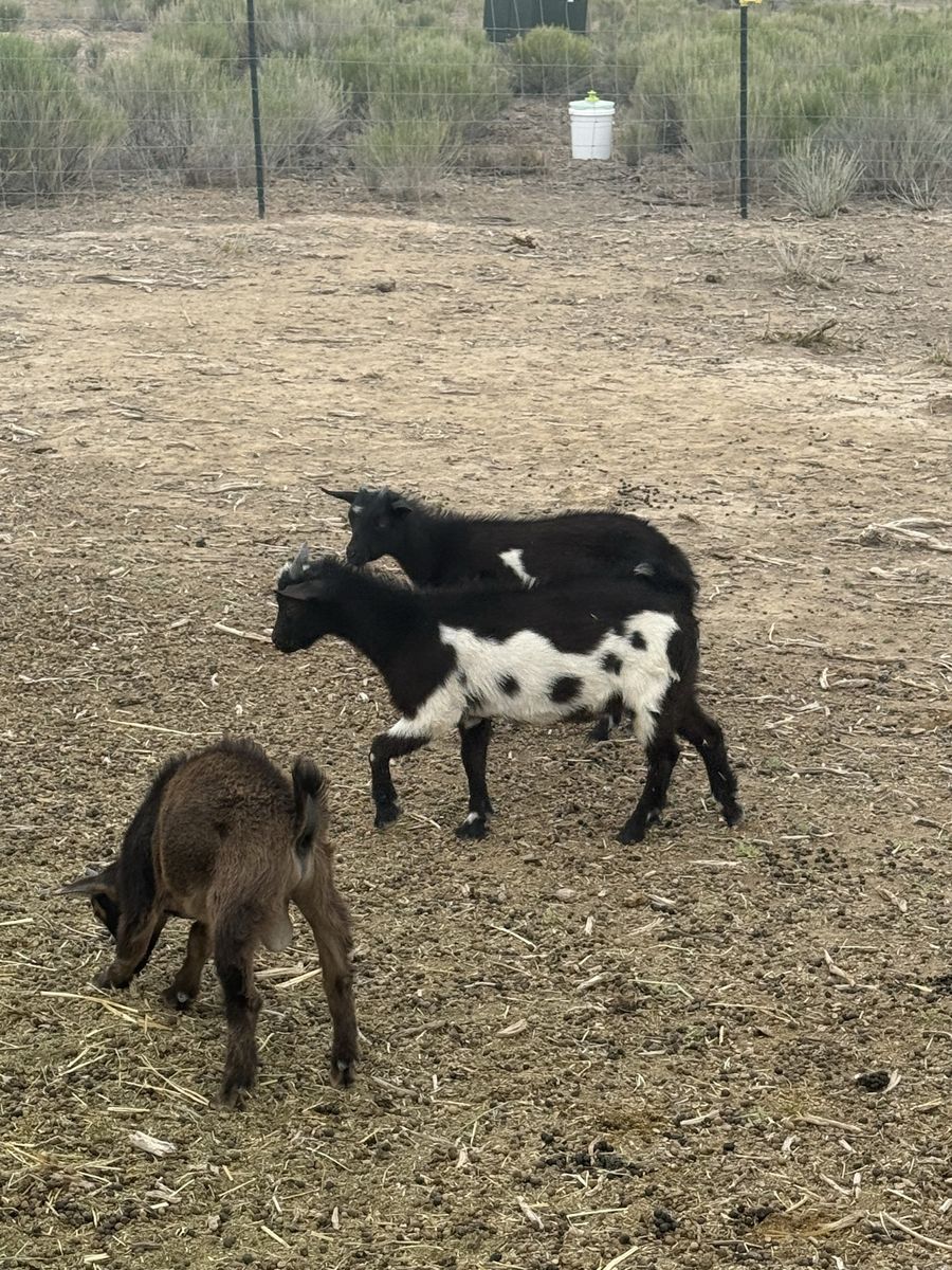 Nigerian dwarf kids
