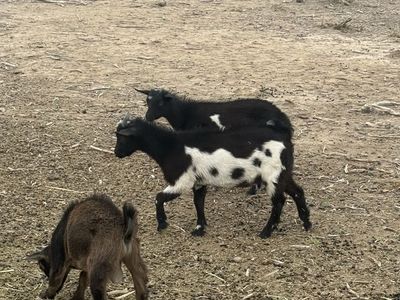 Nigerian dwarf kids