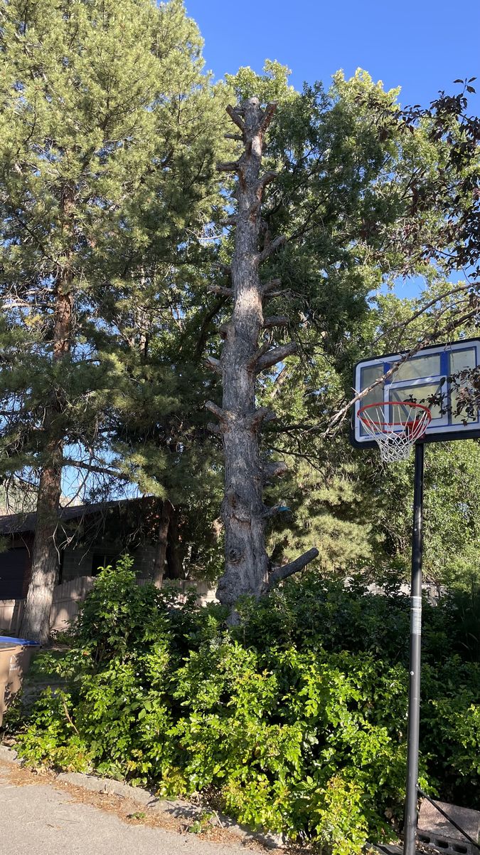 Very Large long pin  pine tree time is of the essence. I need to finish cutting it down.