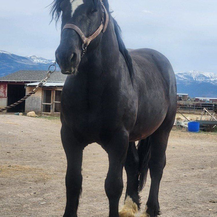 Percheron Stallion
