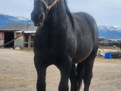 Percheron Stallion