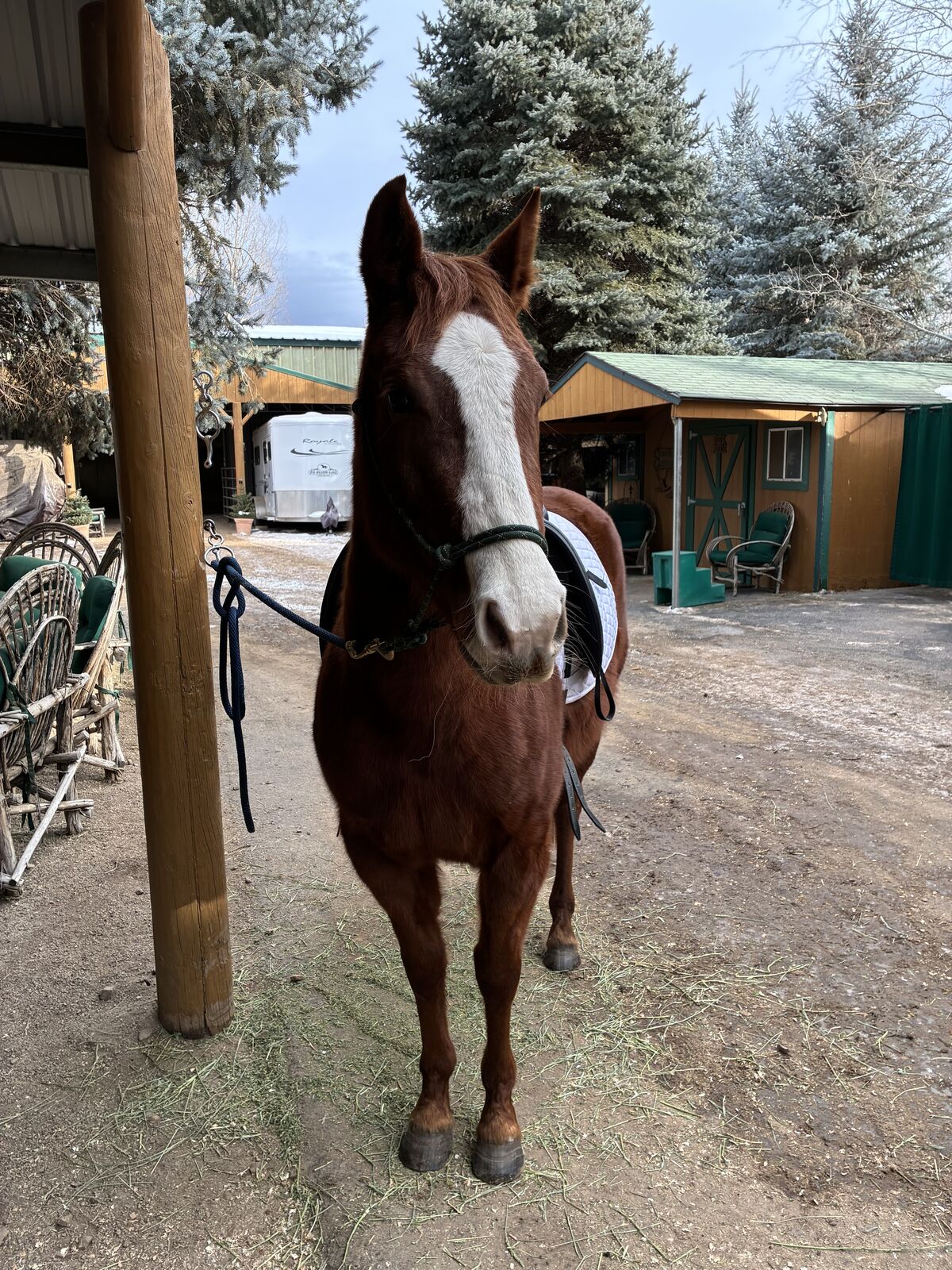 Sweet Quarter Horse Mare