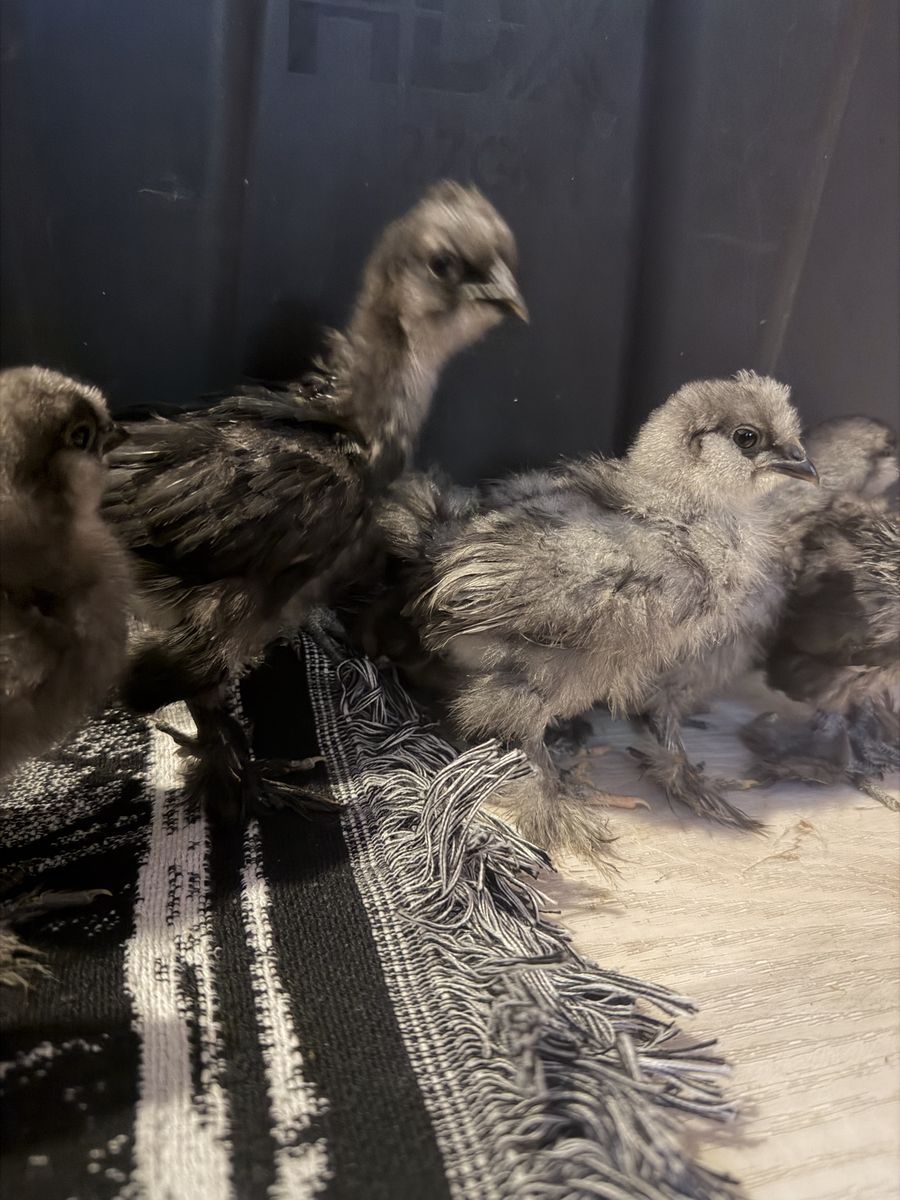 Live Silkie Chicks - Dark Gray / Blue Feathered Chicks