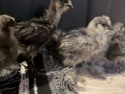Live Silkie Chicks - Dark Gray / Blue Feathered Chicks