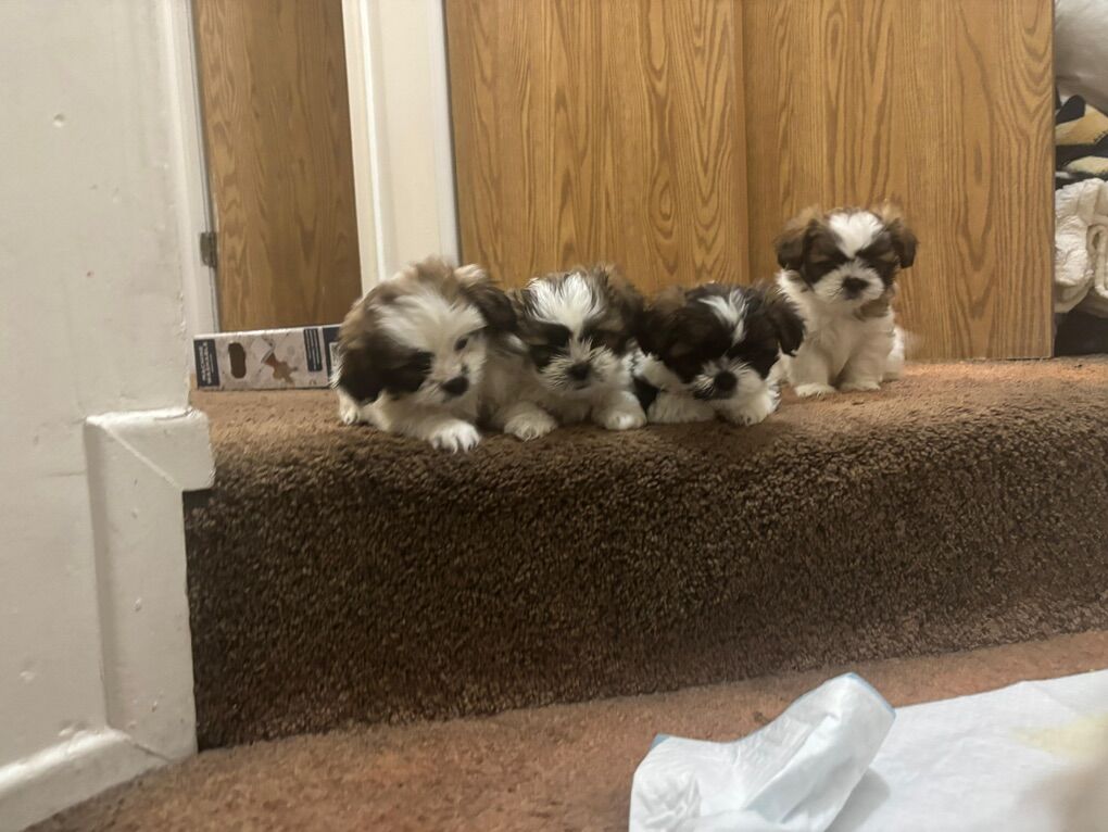 Baby Shih Tzu