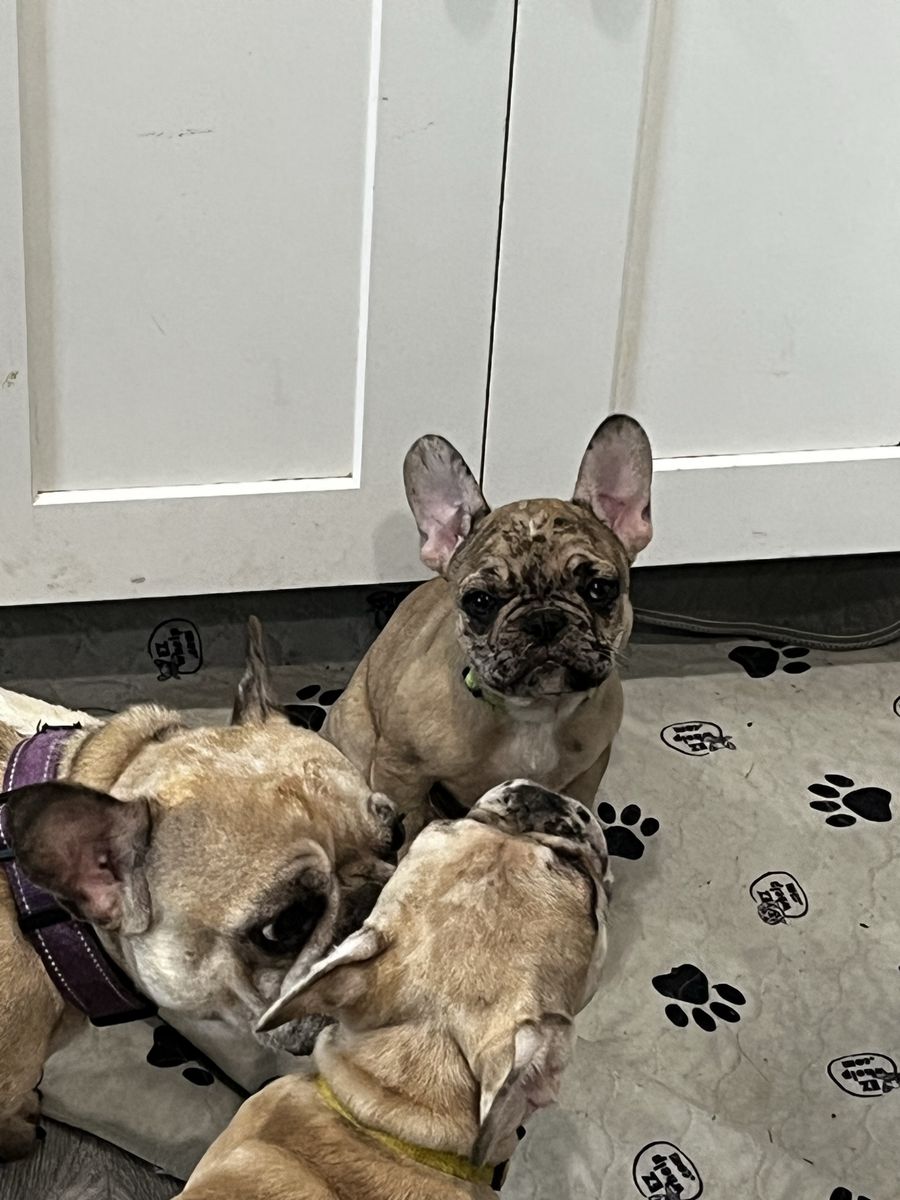 AKC FRENCH BULLDOG FEMALE