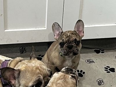 AKC FRENCH BULLDOG FEMALE