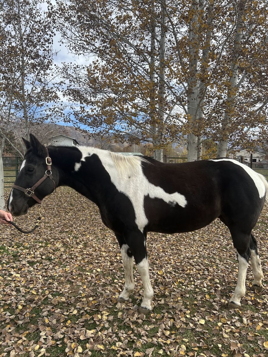 Horse for sale