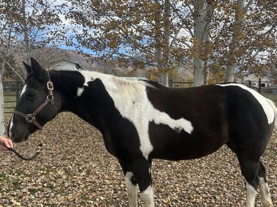 Horse for sale