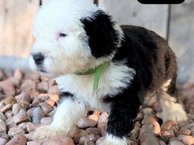AKC Old English Sheepdog puppies