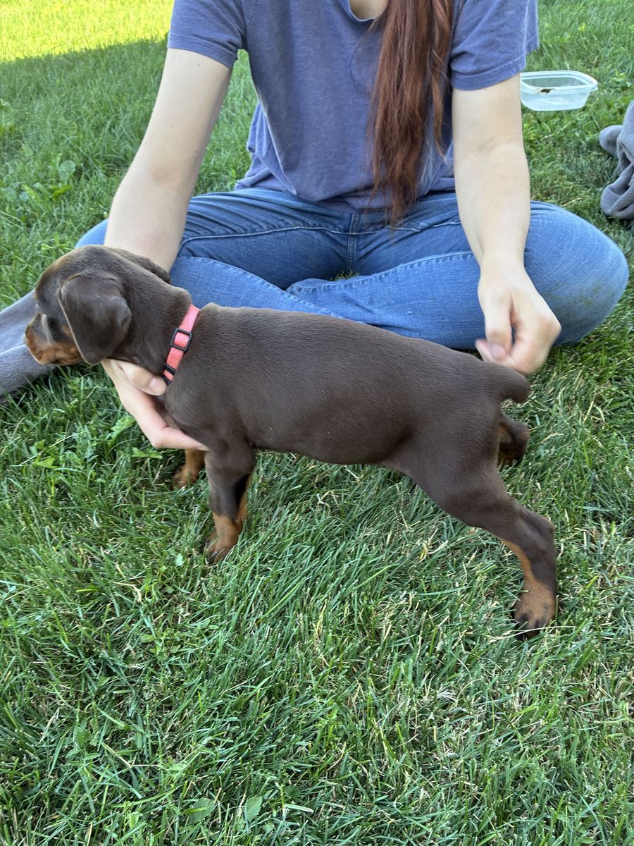 Doberman Puppies