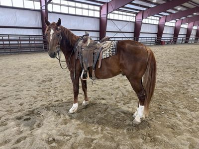 1/4 draft metallic cat gelding! Update read