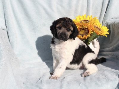 AKC Purebred Standard Parti Poodle Puppies