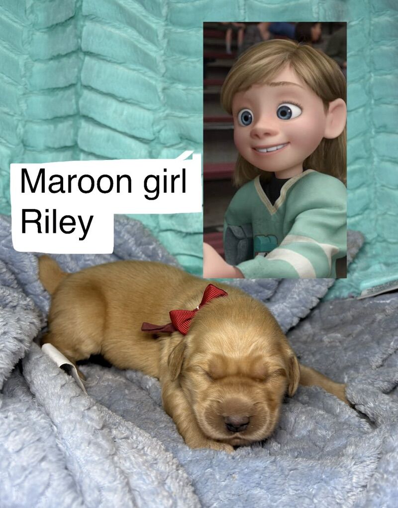 AKC Purebred Golden Retriever Puppies