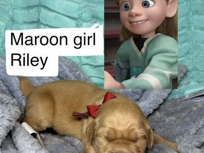 AKC Purebred Golden Retriever Puppies