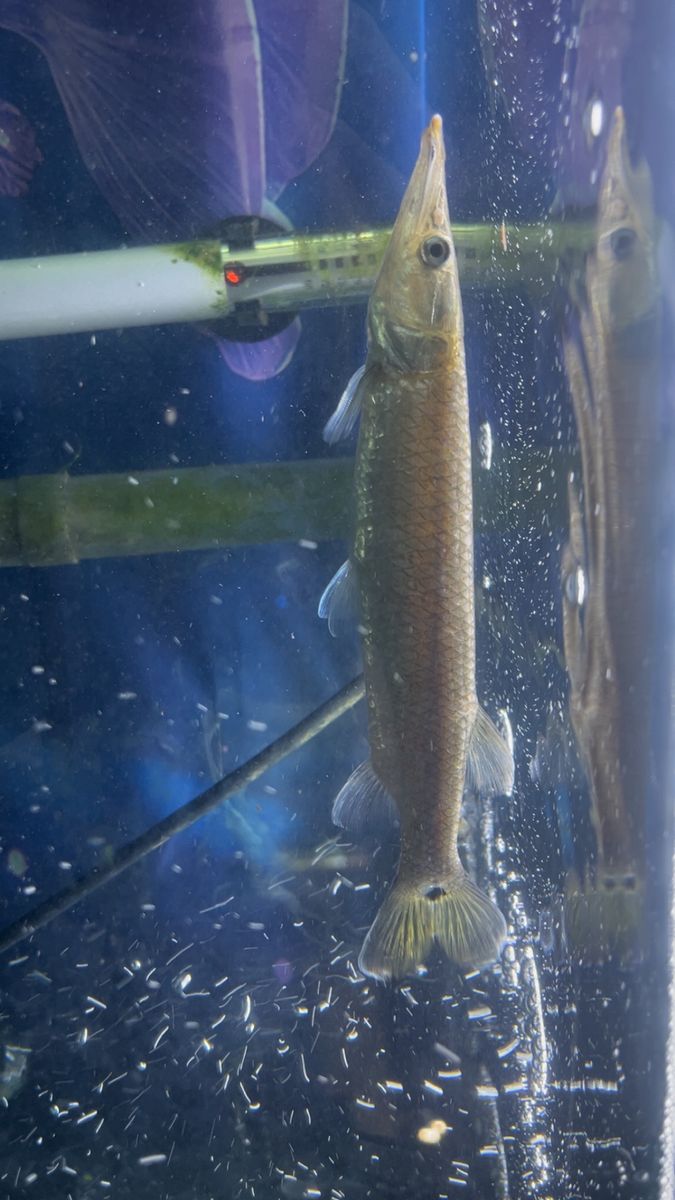 hujeta gar or needle nose gar