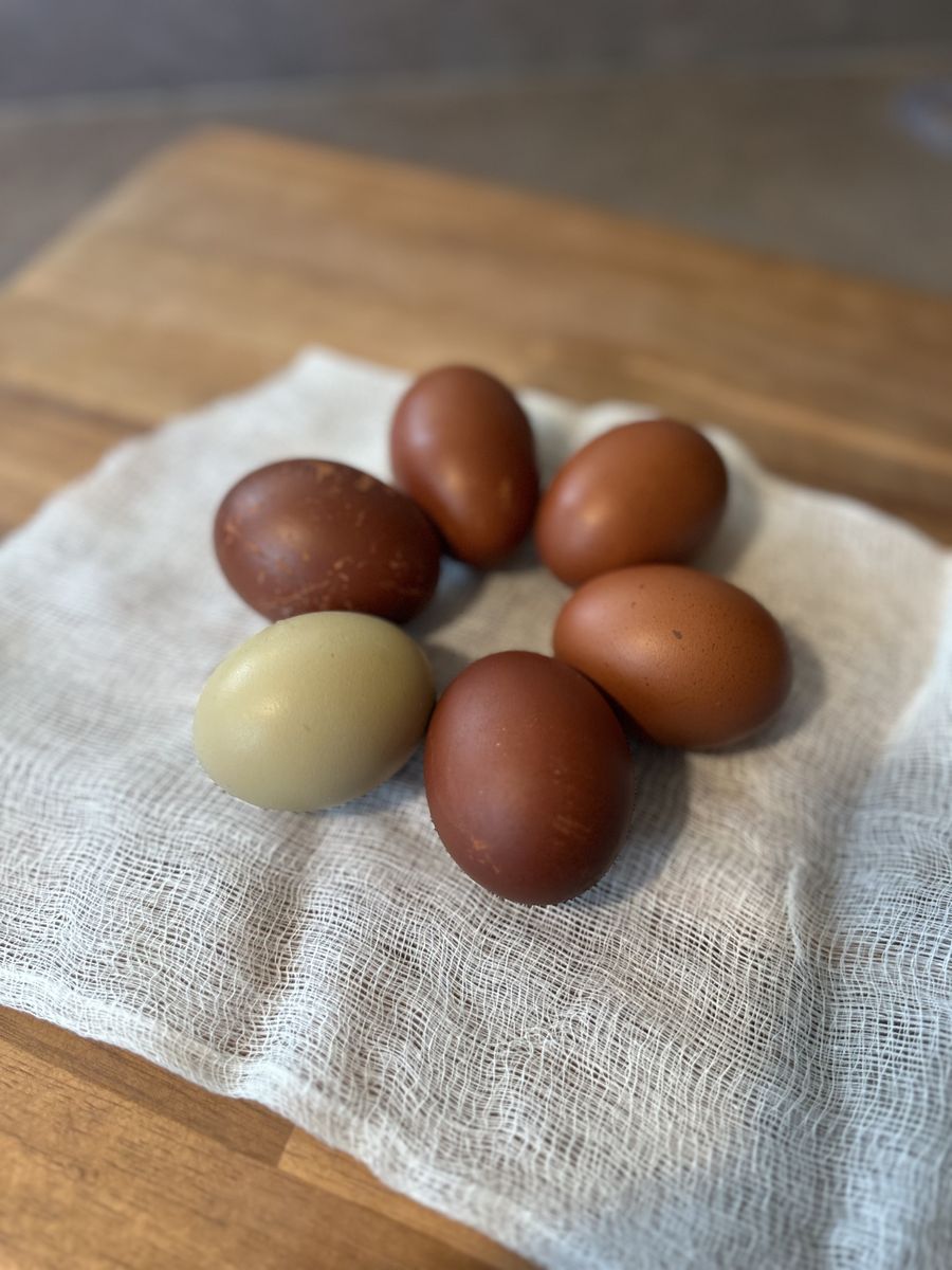 Black Copper Maran Hatching Egg