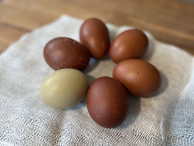 Black Copper Maran Hatching Egg