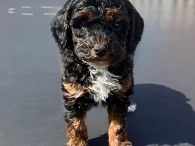 AKC Mini Poodles tri Color Health Tested