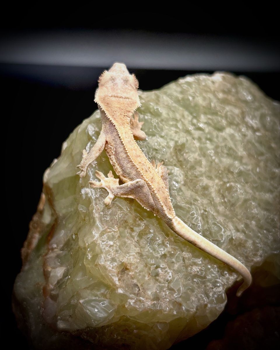 High Coverage Lilly White Crested Gecko
