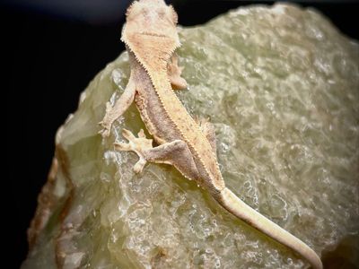 High Coverage Lilly White Crested Gecko