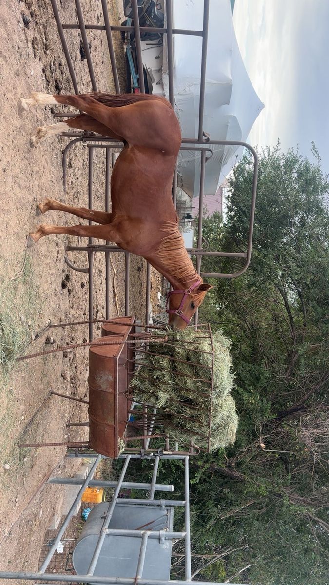 Yearling Colt