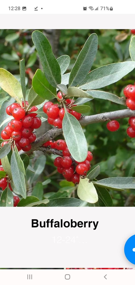 Love 37 kinds of berries? Volunteers get a Free $49.99 ticket