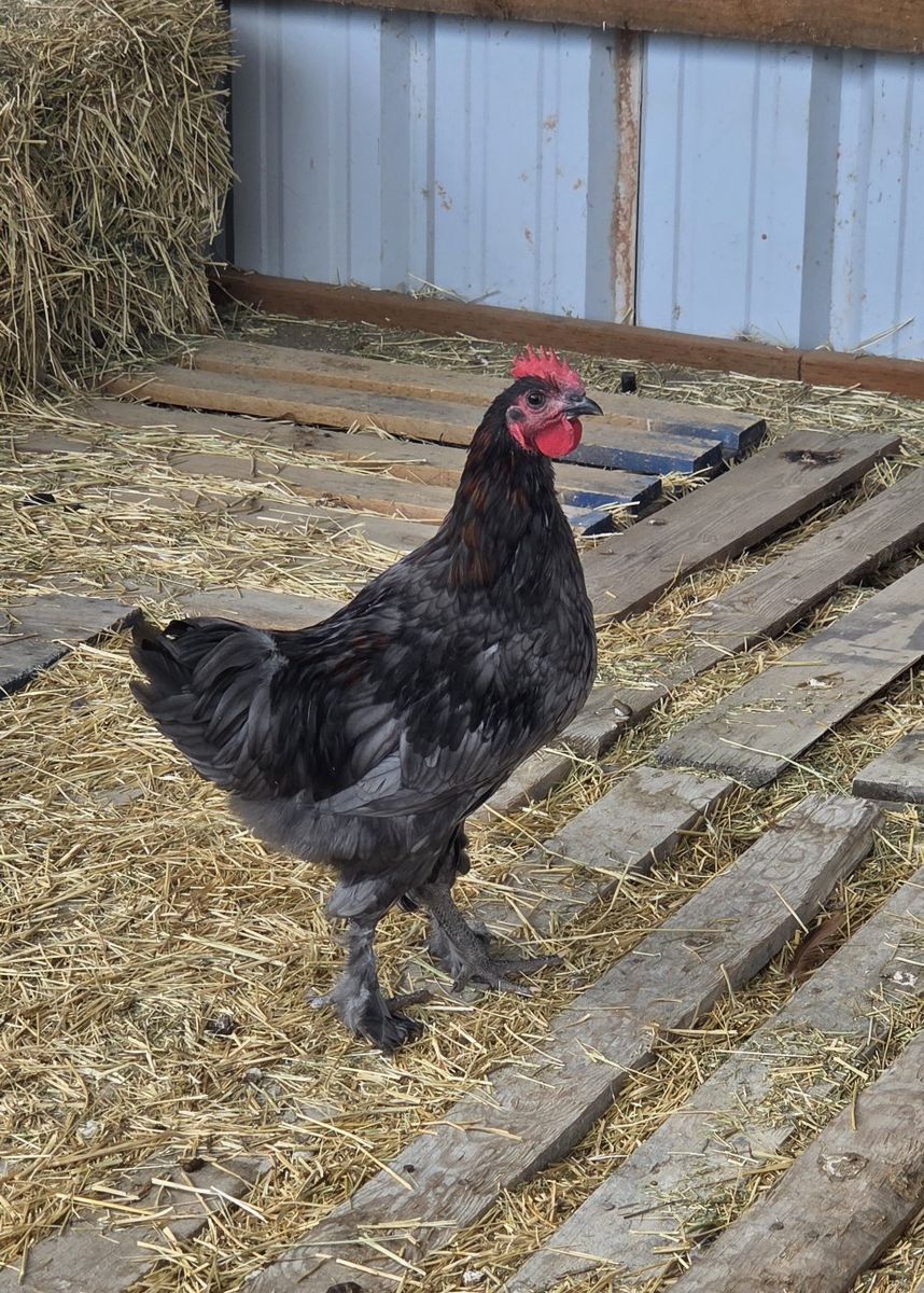 Marran Rooster