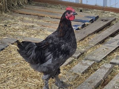 Marran Rooster