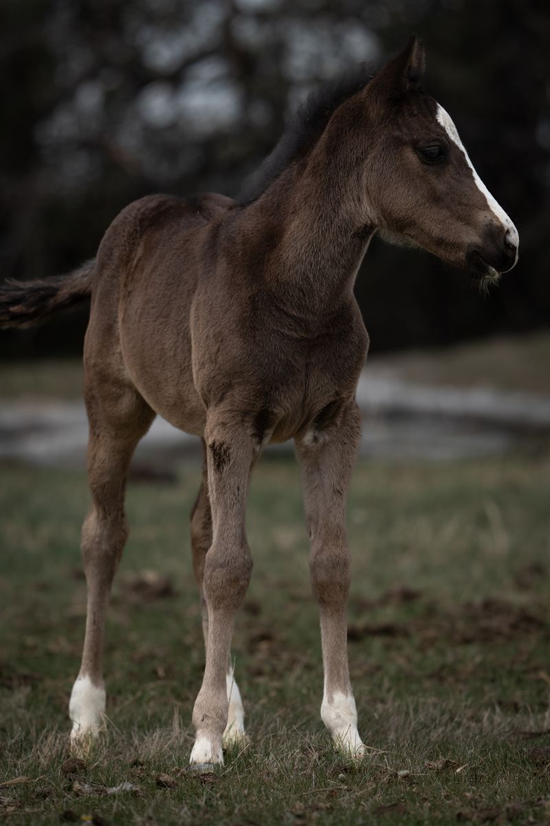 2026 stud colt metallic cat Dual Rey